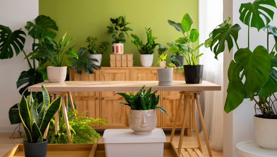 Les meilleures plantes d&rsquo;intérieur pour purifier l&rsquo;air et favoriser la détente
