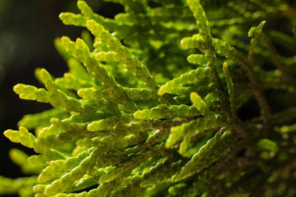 Ascophyllum nodosum : Bienfaits, Origine, Utilisation en Complément Alimentaire