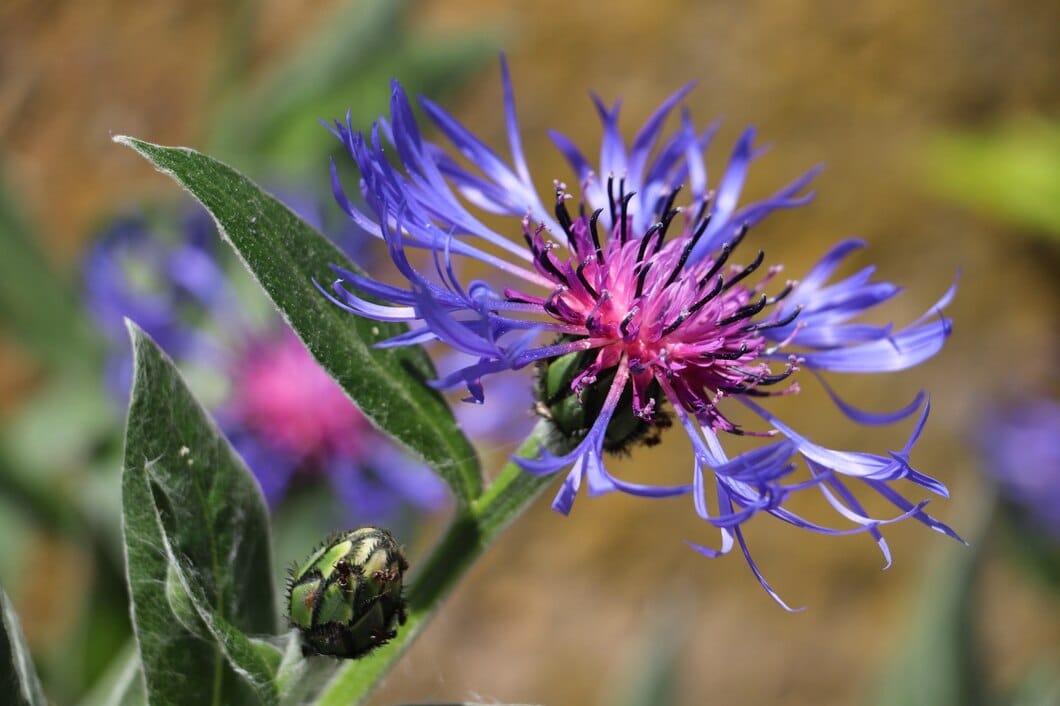 Bleuet (Centaurea cyanus) : Bienfaits, Origine, Utilisation en Complément Alimentaire