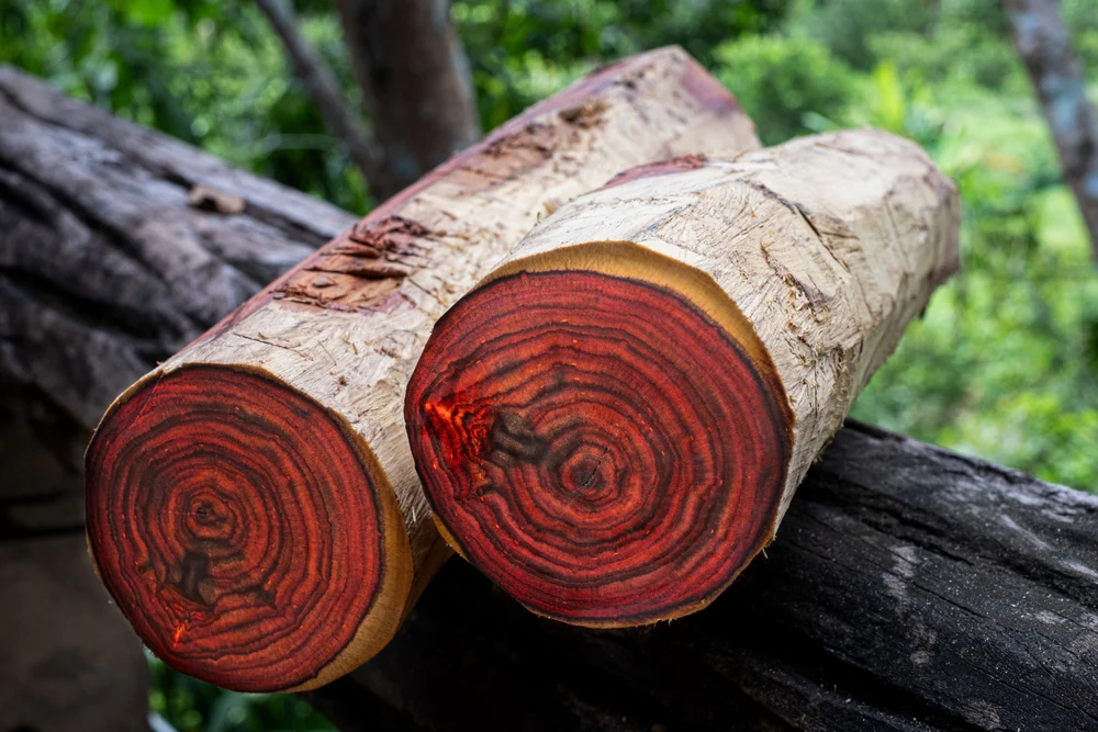 Bois de Rose (Aniba rosaeodora) : Bienfaits, Origine, Utilisation en Complément Alimentaire