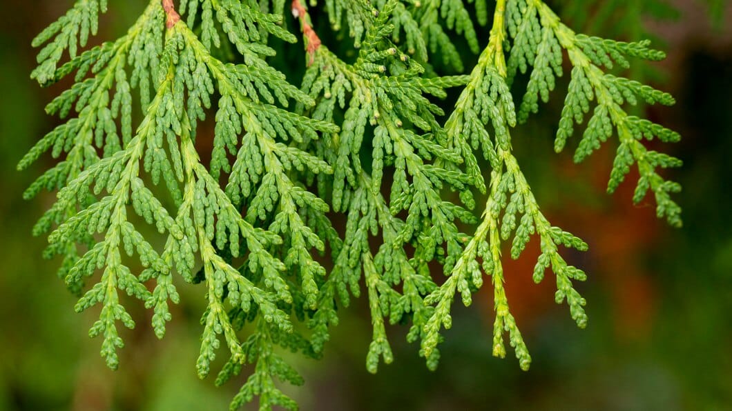 Cyprès : Bienfaits, origine, utilisation en complément alimentaire