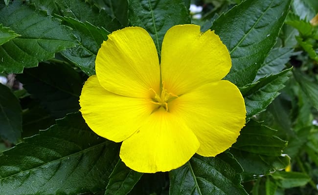 Damiana : Bienfaits, origine, utilisation en complément alimentaire