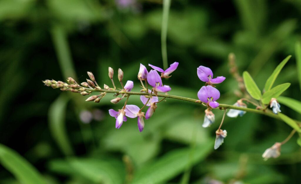 Desmodium : Bienfaits, origine, utilisation en complément alimentaire