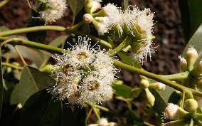 Eucalyptus Citronné : bienfaits, origine et utilisation en complément alimentaire