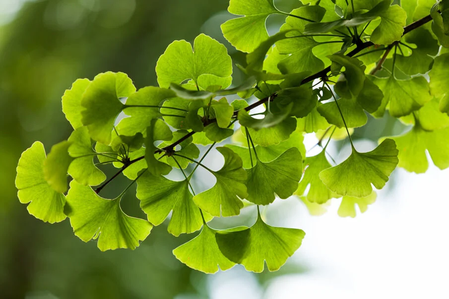 Ginkgo biloba : Bienfaits, origine, utilisation en complément alimentaire