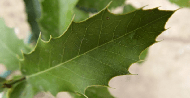 Maytenus : Bienfaits, origine, utilisation en complément alimentaire