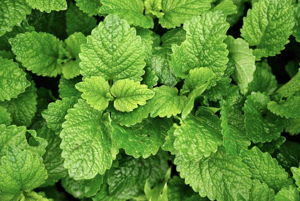 Menthe poivrée : Bienfaits, origine, utilisation en complément alimentaire