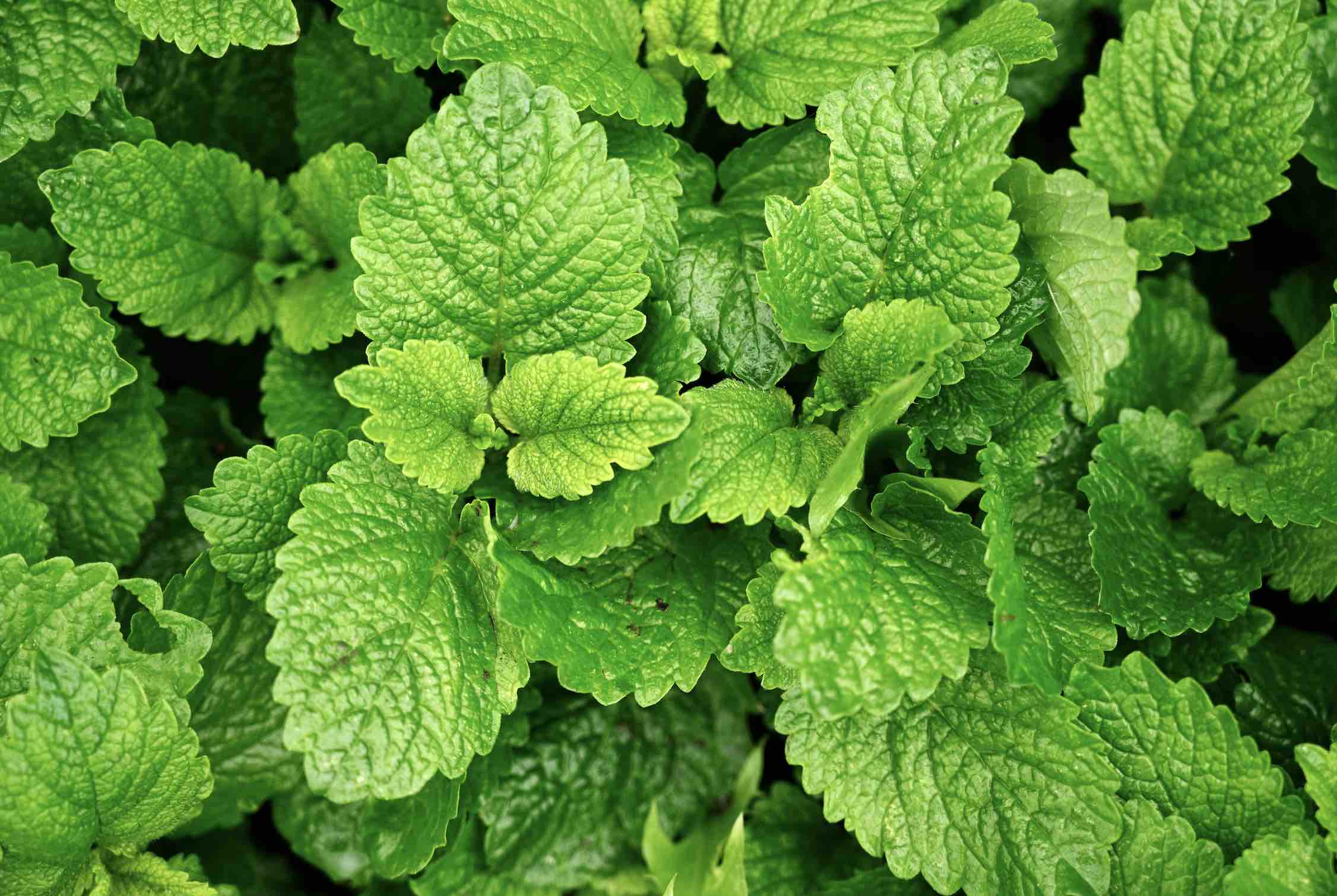 Menthe poivrée : Bienfaits, origine, utilisation en complément alimentaire