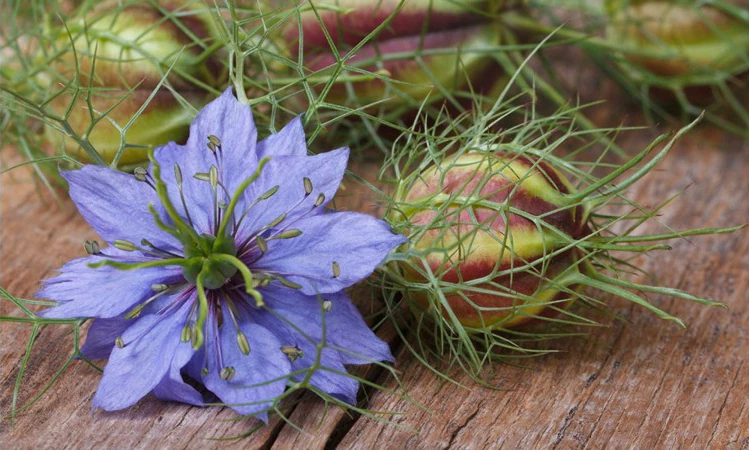 Nigelle : Bienfaits, origine, utilisation en complément alimentaire