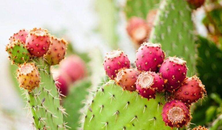 Nopal : Bienfaits, origine, utilisation en complément alimentaire