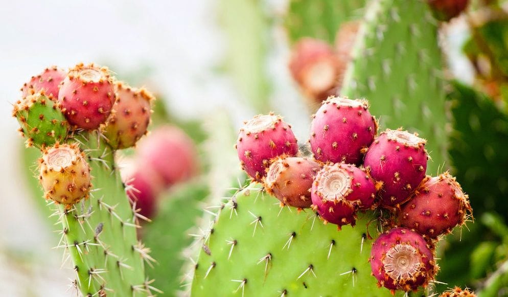 Nopal : Bienfaits, origine, utilisation en complément alimentaire