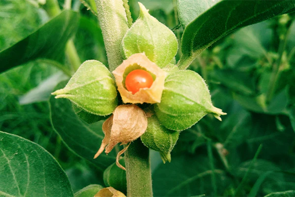 Ashwagandha : Bienfaits, Origine, Utilisation en Complément Alimentaire