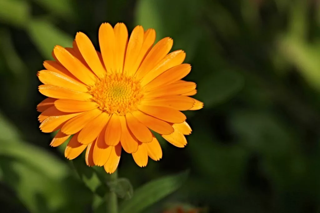 Calendula : Bienfaits, origine, utilisation en complément alimentaire