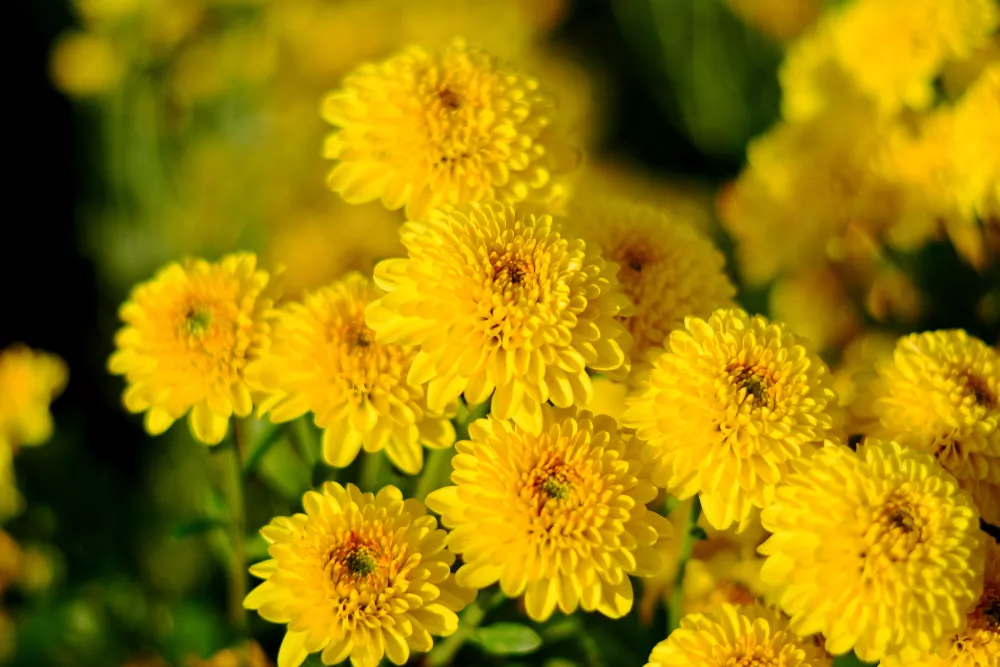 Chrysanthellum : Bienfaits, origine, utilisation en complément alimentaire