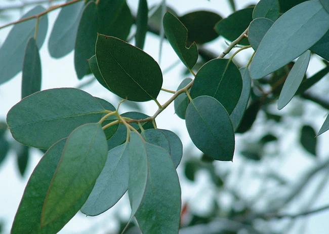 Eucalyptus globulus : Bienfaits, origine, utilisation en complément alimentaire